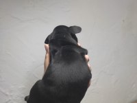 Köpeklerin sahiplerini bekliyoruz dişi erkek mevcut