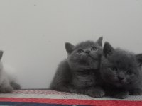 British shorthair yavru kediler