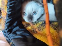 Scottish Fold dişi ve British Shorthair erkek dişi