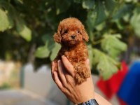 Poodle ailemize katılmak istemezmisiniz