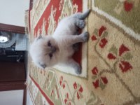 Scottish Fold Blue point Yavrumuz
