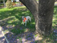 Jack russell