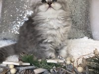Silver Tabby longhair dişi kedimiz
