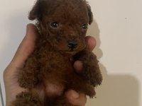 Toy poodle red