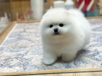 Orjinal Ayı Surat Pomeranian Boo Oğlumuz Rolex
