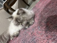 British longhair kedimize yeni yuva arıyoruz