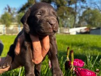Labrador retriever yavrularımız