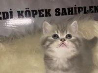 Ayı suratlı british tabby yavrularımız