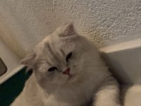 British longhair erkek