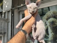 A kalite dişi sfenks yavrumuz