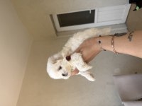Orjinal Teacup 0 burun Kore Maltese erkek yavrularım