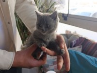 Sevimli british shorthair bebekler