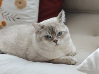 Blue point british shorthair