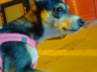 Şivava köpeğimiz Mila ya güzel bir yuva