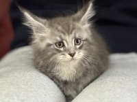 Ankranın en seçkin maine coon yavruları
