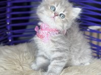 Güzellik Abidesi British Longhair