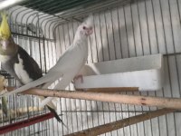 Ele alıştırma sultan papağanlar