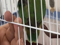 Temiz sağlıklı yavru cennet papağanı