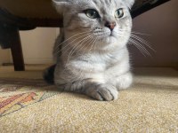 British Shorthair Erkek Acil Yardımcı Olunacaktır