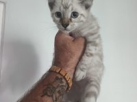 Bengal kedisi