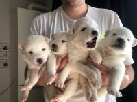 Safkan Samoyed Bebekler