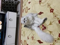 Scottish Fold Longhair