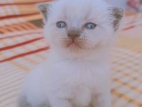 Scottish blue point oyuncu kedimiz