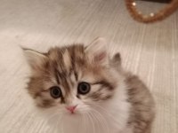 British shorthair Kahramanmaraş ve çevresi