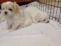 Maltese uygun köpeğimiz