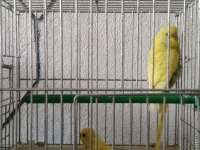 Muhabbet kuşu yavrular sahiplendirilecek