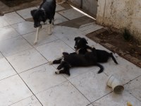 3 Aylık Border Collie 3 yavru küçük 3