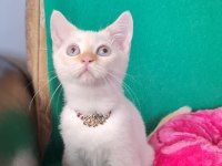Redpoint British Shorthair yeni yuvasını bekliyor