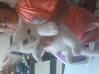 British shorthair 2 aylık yavru