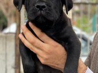 SHOW KALİTEDE CANE CORSO YAVRULAR FCI/KIF A ŞECERE