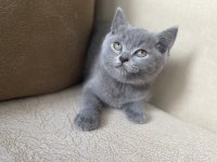 BRITISH SHORTHAIR 55 GÜNLÜK