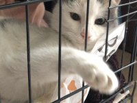 KEDİMİZ ŞANS İÇİN ÖMÜRLÜK YUVA ARANIYOR