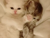 Minik british longhair pamuklar