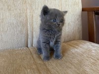 40 günlük british Shorthair