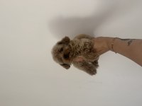 Aşılı Dişi ve erkek Kore Maltipoo yavrular