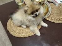 Pomeranian boo oyuncu ve orjinal