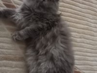 British longhair kedimiz Lunaya bir damat arıyoruz