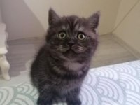 2 aylık british shorthair