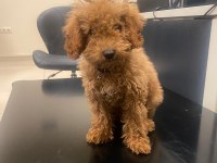 4 AYLIK TOY POODLE