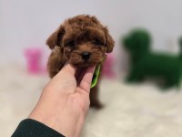Maltipoo Yavrularımız 