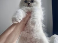 British longhair erkek yavru