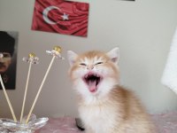 Longhair ve shorthair yavrularım
