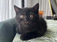 2 aylık British Shorthair Yavru Kediler