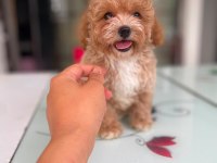 Tatlı Yüzlü Maltipoo Bebeklerim