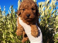 Toy Poodle Sahibi Olmak İçin Süper Fırsat