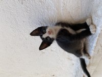 2 AYLIK KEDİLERİMİ SAHİPLENDİRMEK İSTİYORUM